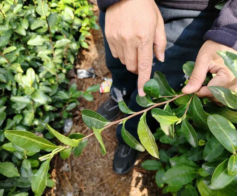 大佛龙井春茶规模开采，预计在3月10日左右