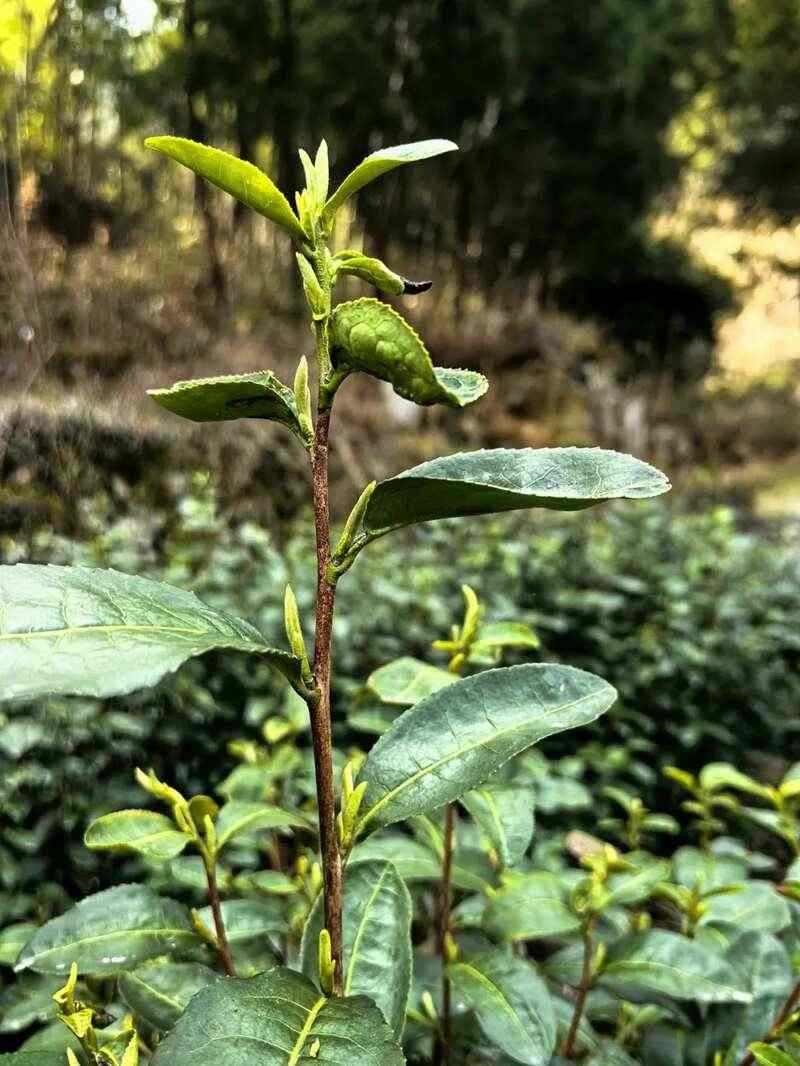 大佛龙井春茶规模开采，预计在3月10日左右