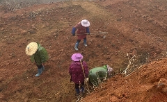 大田：补植茶园力促茶产业发展