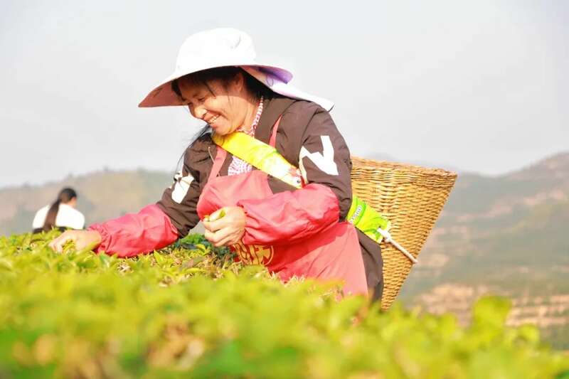 人勤春早 茶香四溢 江城县首批春茶抢“鲜”开采
