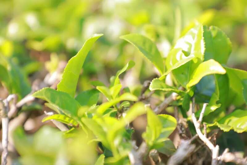 人勤春早 茶香四溢 江城县首批春茶抢“鲜”开采