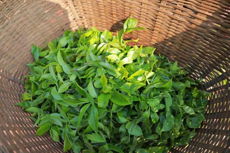 人勤春早 茶香四溢 江城县首批春茶抢“鲜”开采