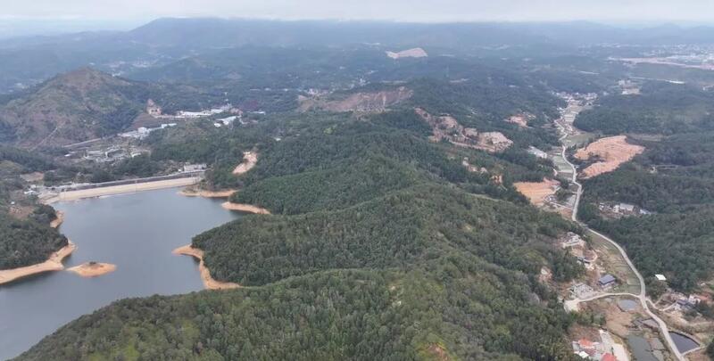 “小茶叶”书写乡村振兴“大文章”！通衢镇华新村野茶飘香