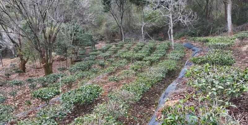 “小茶叶”书写乡村振兴“大文章”！通衢镇华新村野茶飘香