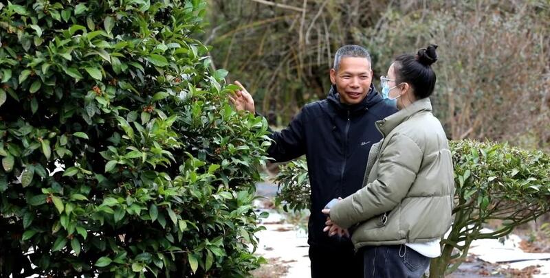 “小茶叶”书写乡村振兴“大文章”！通衢镇华新村野茶飘香