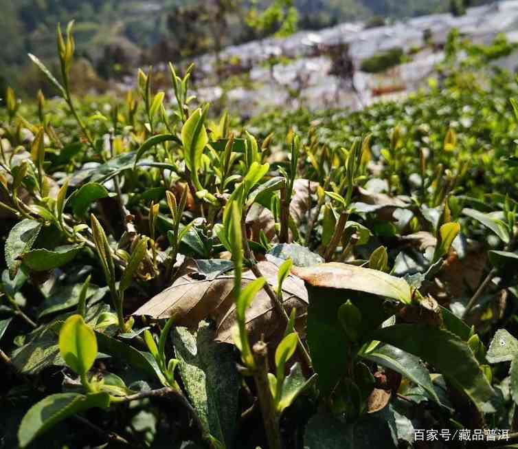 从绿茶到普洱茶：一位茶叶世家的三十年品茶历程