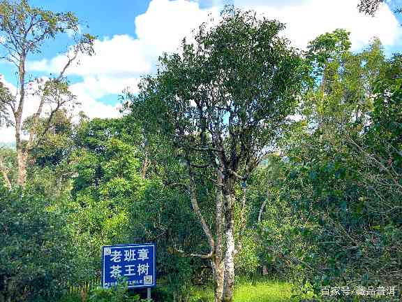 陈升号老班章为何价格高昂 品牌溢价与稀缺性并存