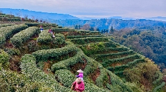 茶山染新绿，春茶采收忙！名山茶园开启“黄金采摘季”~