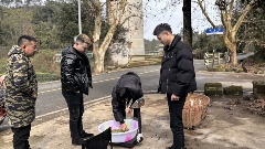 茶山染新绿，春茶采收忙！名山茶园开启“黄金采摘季”~