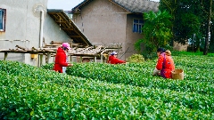 茶山染新绿，春茶采收忙！名山茶园开启“黄金采摘季”~