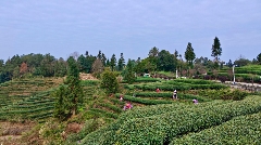 茶山染新绿，春茶采收忙！名山茶园开启“黄金采摘季”~