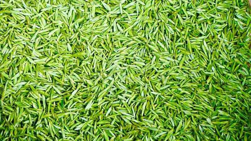 茶山染新绿，春茶采收忙！名山茶园开启“黄金采摘季”~