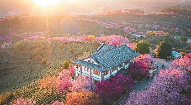 龙岩漳平：从“茶叶”到“茶业”的蝶变之路