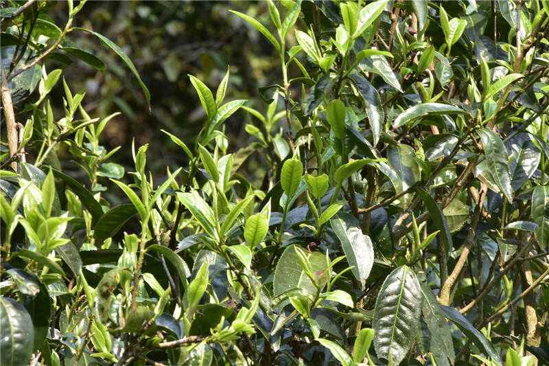 今年普洱茶真的会崩盘吗？答疑兼谈春茶