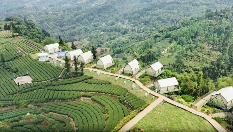 雨城区合江村：春茶采摘拉开帷幕 万亩茶园即将喜迎丰收