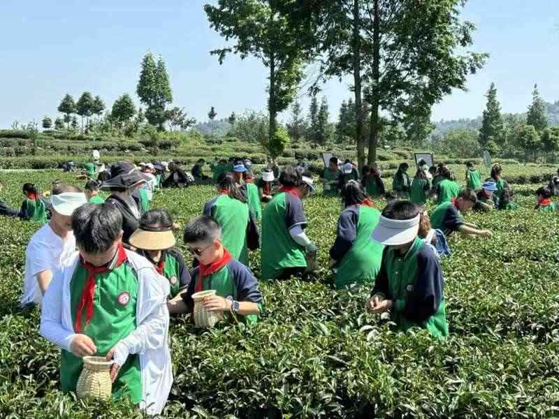 雨城区合江村：春茶采摘拉开帷幕 万亩茶园即将喜迎丰收