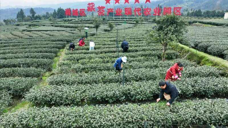 雨城区合江村：春茶采摘拉开帷幕 万亩茶园即将喜迎丰收