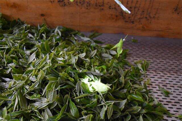 制茶界独孤求败：茶农自认工艺天下第一，但茶商已改用机器炒茶！