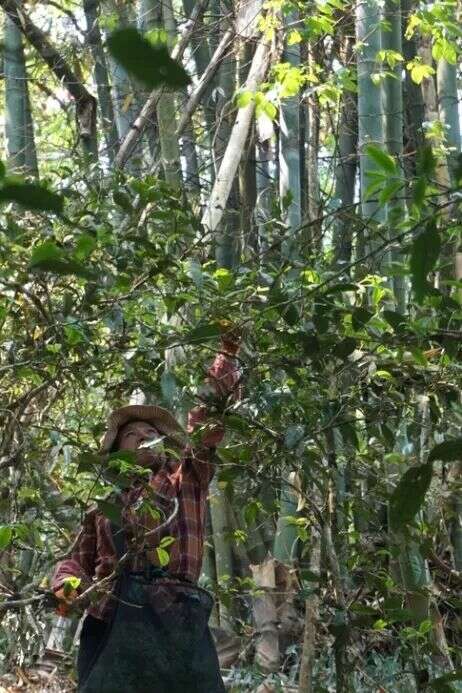 谁能抢占“鲜”机？2025年春茶消费三大新趋势