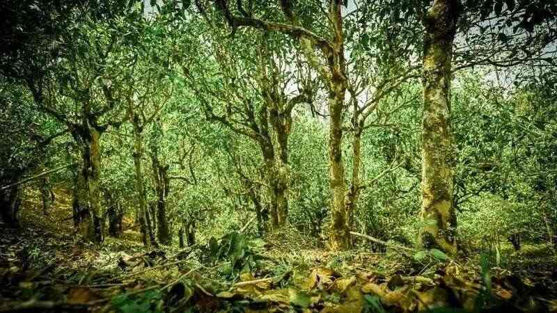 谁能抢占“鲜”机？2025年春茶消费三大新趋势