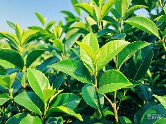 10大重点科技领域之首！茶叶新品种培育现状如何？