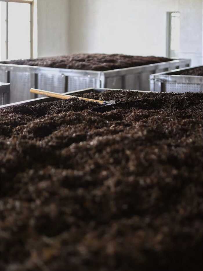 传统大堆 VS 现代小堆? 普洱熟茶的微生物博弈与风味抉择
