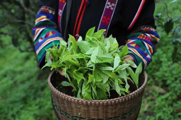 解码熟普香气图鉴 读懂经典【陈香】