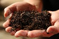 解码熟普香气图鉴 读懂经典【陈香】