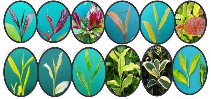 彩色茶树及其主要品种介绍