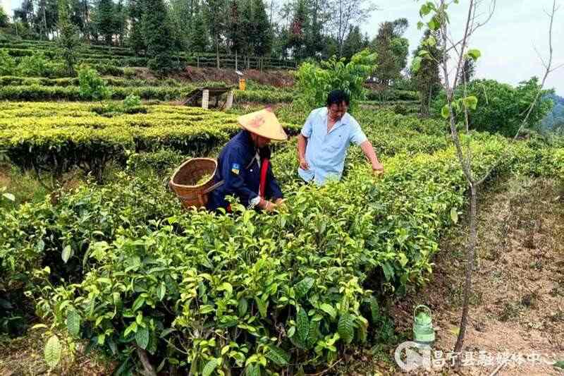 昌宁翁堵：“靶向”监督为茶产业发展“清淤疏堵”