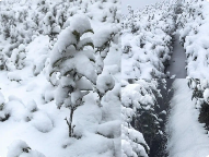 径山茶园银装素裹 雨雪降温或利好春茶生长