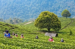 大益茶荣登《2025胡润中国茶叶领域典范企业榜》榜首