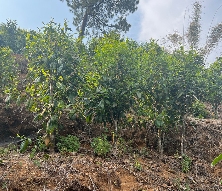 真实树龄标注的台地茶究竟长什么样？