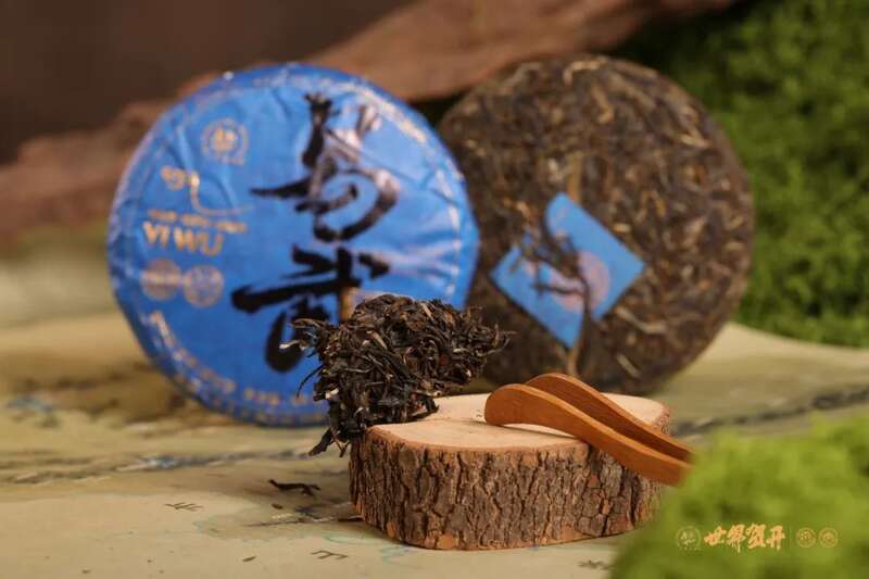 六大茶山在野 易武：原野无法驯服的刚柔并济