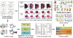四川农业大学杜晓教授团队Food Chemistry成果：红茶窨制激活代谢途径提升玫瑰花香释放的关键机制