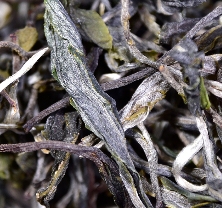 真实树龄标注的台地茶究竟长什么样？