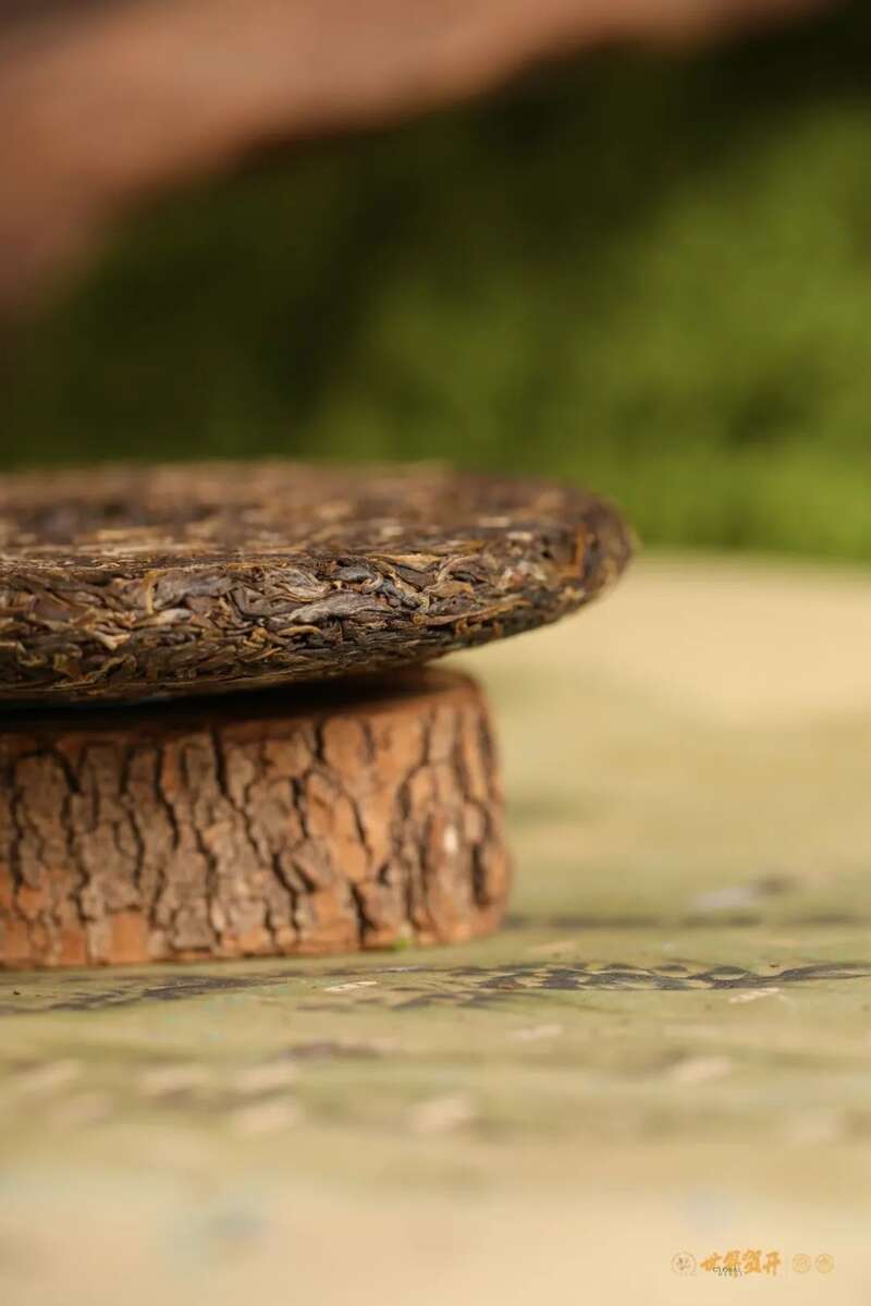 六大茶山在野 易武：原野无法驯服的刚柔并济