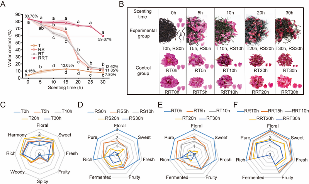 四川农业大学杜晓教授团队Food Chemistry成果：红茶窨制激活代谢途径提升玫瑰花香释放的关键机制