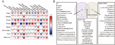 四川农业大学杜晓教授团队Food Chemistry成果：红茶窨制激活代谢途径提升玫瑰花香释放的关键机制