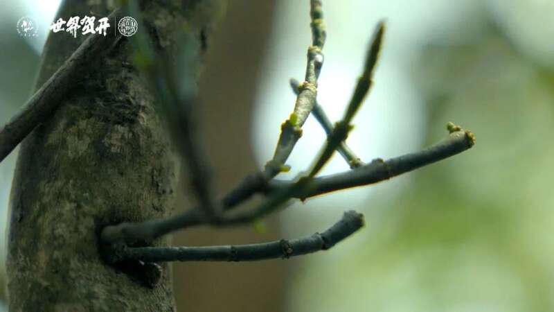 六大茶山极野 班章：感受过生命最原始的悸动吗