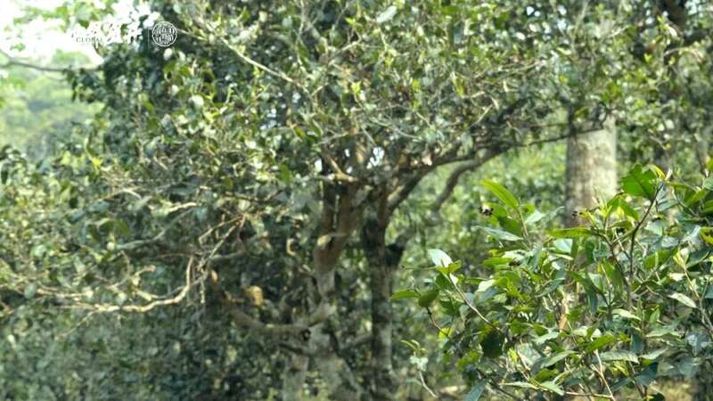 六大茶山极野 班章：感受过生命最原始的悸动吗