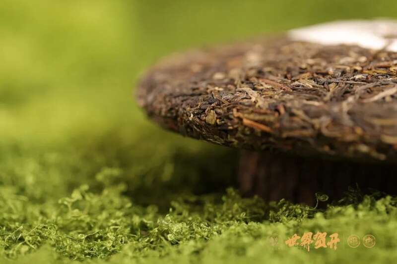 六大茶山极野 班章：感受过生命最原始的悸动吗