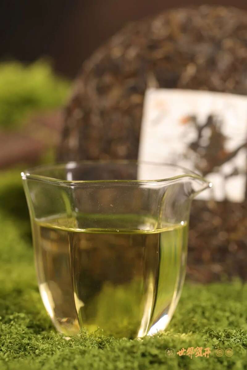 六大茶山极野 班章：感受过生命最原始的悸动吗