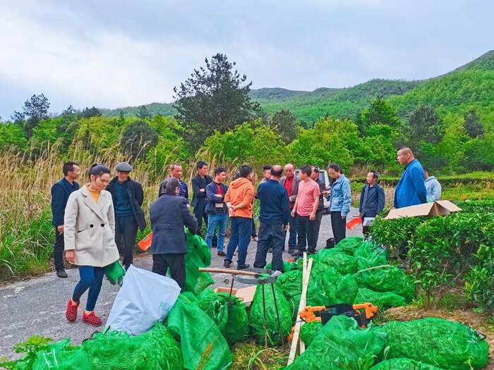 冬护茶园，春收好茶！都匀毛尖茶园管护实现技术指导全覆盖