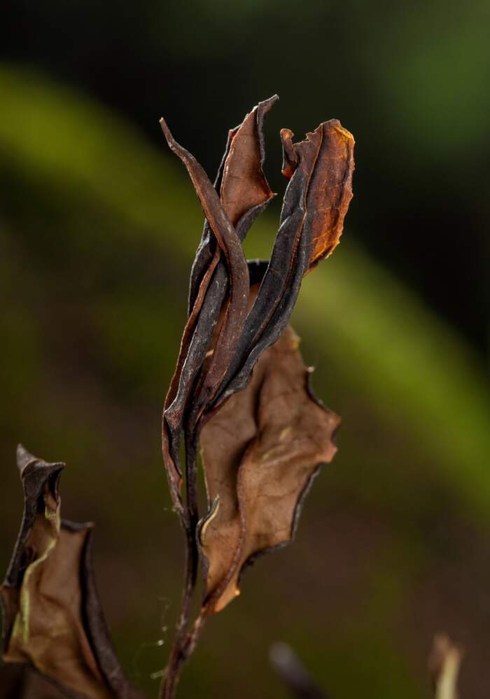 想挑到好茶，学会“望茶形”是第一关。