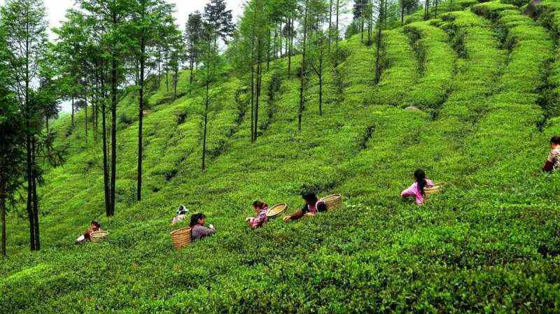 千年茶韵“巴山青”，引领达茶新篇章