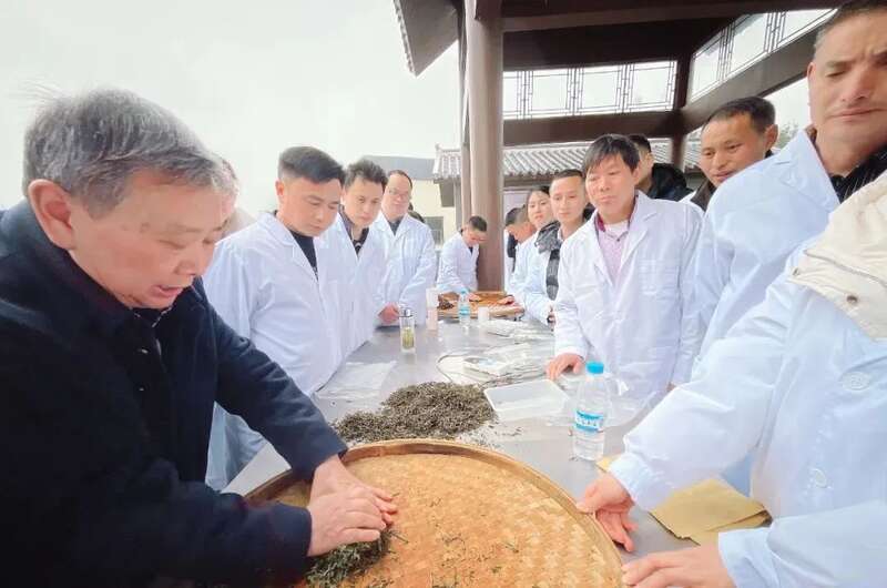 千年茶韵“巴山青”，引领达茶新篇章