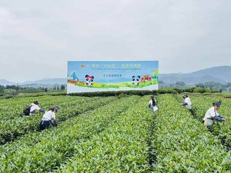 五省百余名茶行业参赛选手齐聚名山区同台竞技
