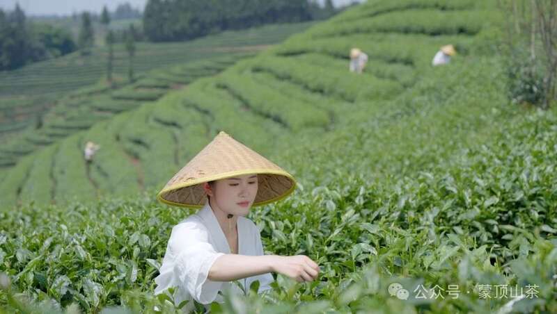 中国茶叶流通协会青年工作委员会成立 四川青年茶人张忆萍当选首届副秘书长