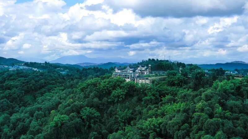 六大茶山头鲜 六寨：古树头鲜，香融六寨！